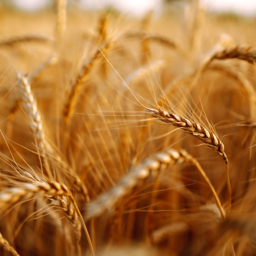 Image of barley field